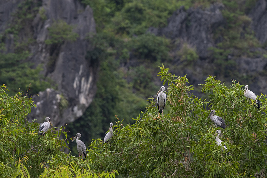 Van Long Natuurreservaat – privé dagtour